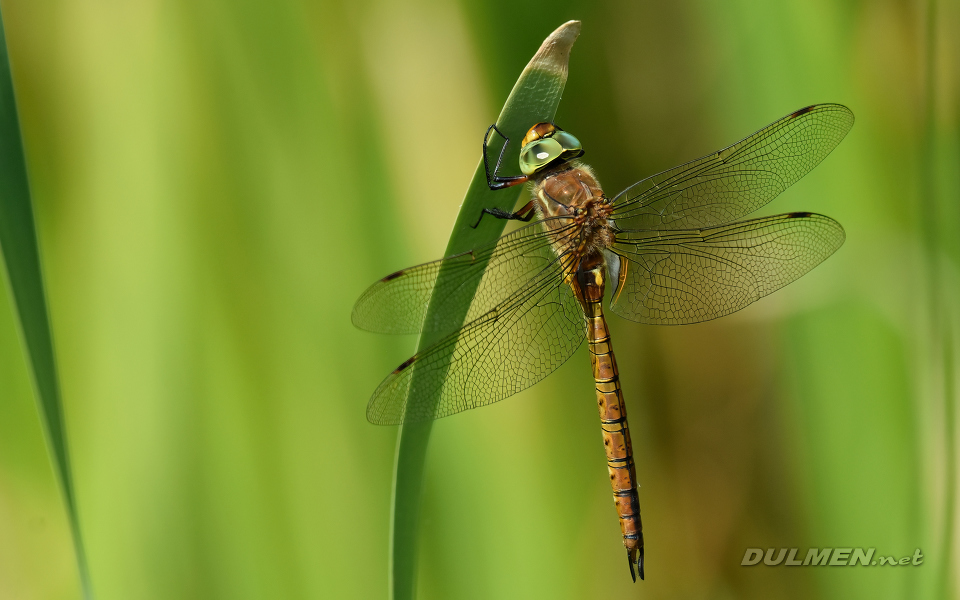 Green-eyed Hawker (male, Aeshna isoceles)